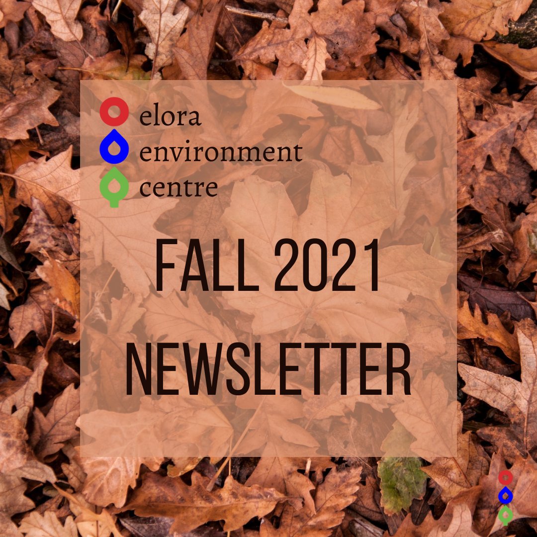 Neighbourwoods's tweet photo. Our Fall Newsletter is here!

After a busy and successful summer, we are thrilled to be heading in Fall, with some exciting events planned. Also featured is a recap of everything we got up to this summer, and what we've learned about our trees.

Read here: https://t.co/7izijJvq3M https://t.co/BS5tRQ8gRX