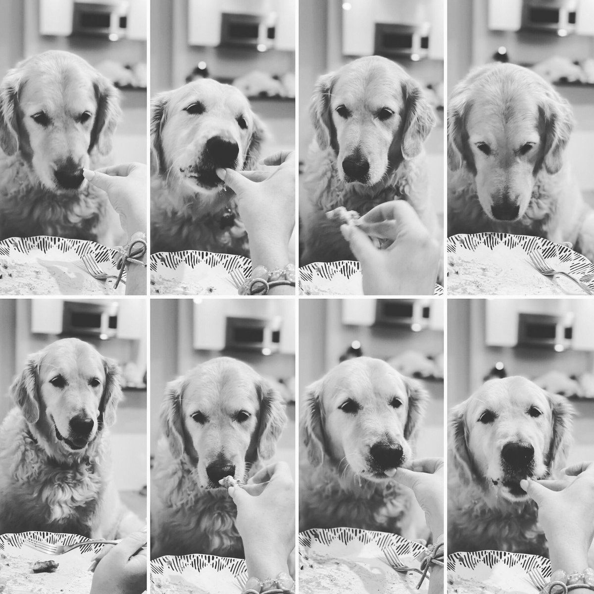 georgethe_king's tweet photo. I asks and I gets. Mom be a bit of a pushover and I do luv her for it ๐. @ercavanaugh #dogsoftwitter #dogs #dogslife #dogsofNYC #dogsofinstagram #DogsOnTwitter #GoldenRetrievers #goldenretriever #dogsoftheday #GRC #NYC #NYClife #dogsofManhattan #dogsoftheday https://t.co/X6LsYfSDNZ
