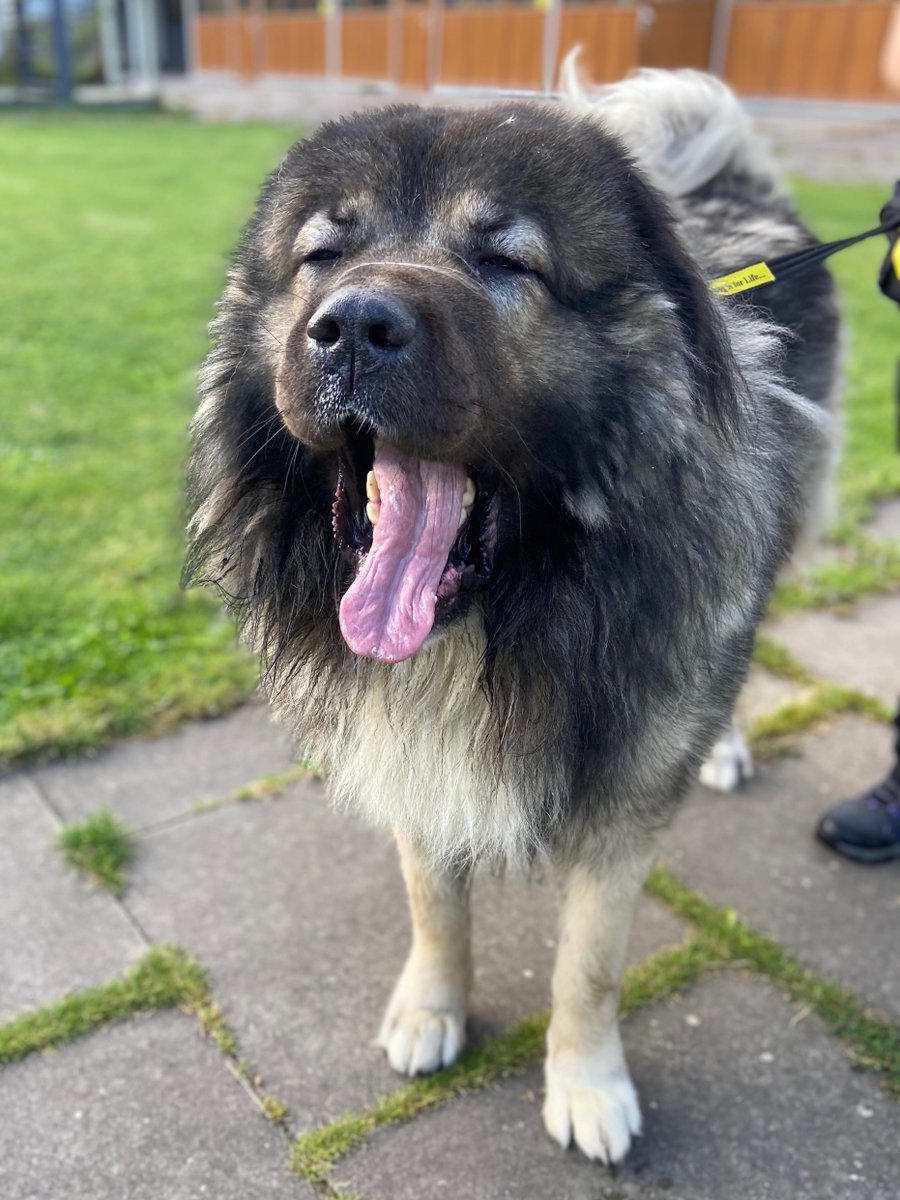 “Is it almost the weekend yet?”  

Dorian’s looking forward to catching up on some much-needed rest and relaxation. It’s a tough job being that cute! 

#SomeonesGottaDoIt #TongueOutTuesday