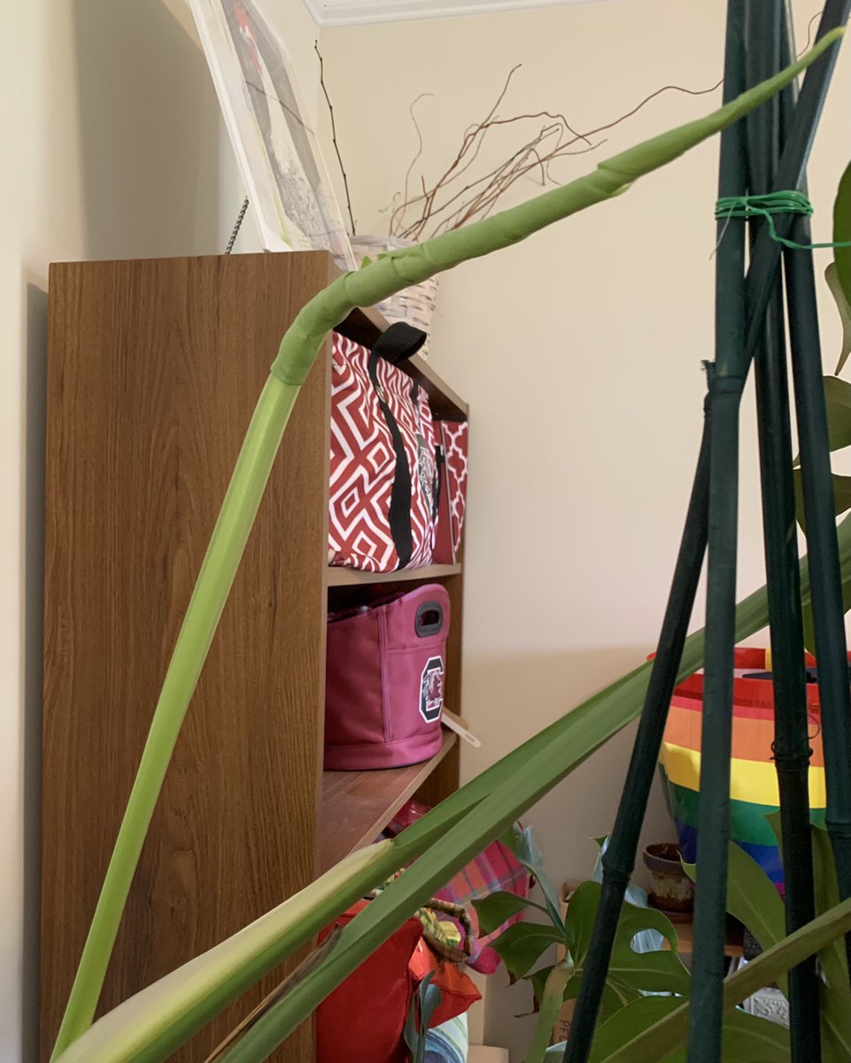 RaderWardFound's tweet photo. This #MarioMonday happens to fall in #IndoorPlantWeek! Here are new pics of my #Monstera: big and small ones are both putting out new leaves. Sometimes everything else feels like it’s falling apart. Nurturing my #houseplants feels safe & productive. ❤️💙💛🪴#plantcareisselfcare https://t.co/jSW9Kil5er