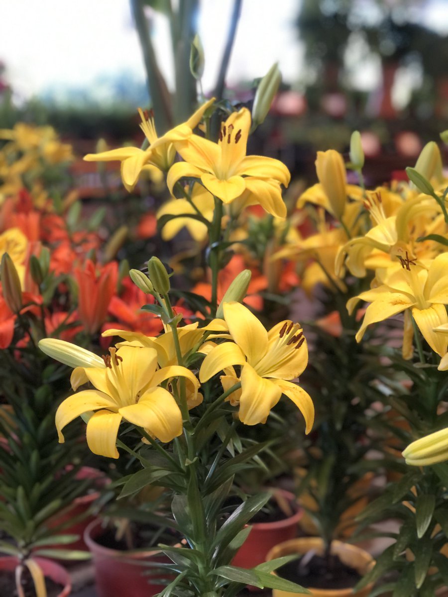 Euge Maiolino tweet media