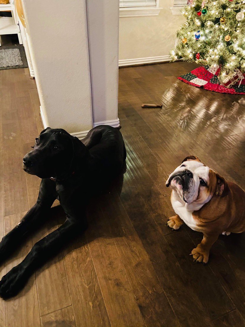 KVUE's tweet image. IN MEMORIAM: Today, we're remembering the 75 dogs who were killed in a fire at Ponderosa Pet Resort in Georgetown on Saturday 💔 If you lost a furry family member, we would love for you to share their photo and a memory about them using the KVUE app or by texting 512-459-9442