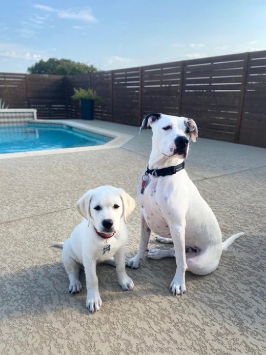 KVUE's tweet image. IN MEMORIAM: Today, we're remembering the 75 dogs who were killed in a fire at Ponderosa Pet Resort in Georgetown on Saturday 💔 If you lost a furry family member, we would love for you to share their photo and a memory about them using the KVUE app or by texting 512-459-9442