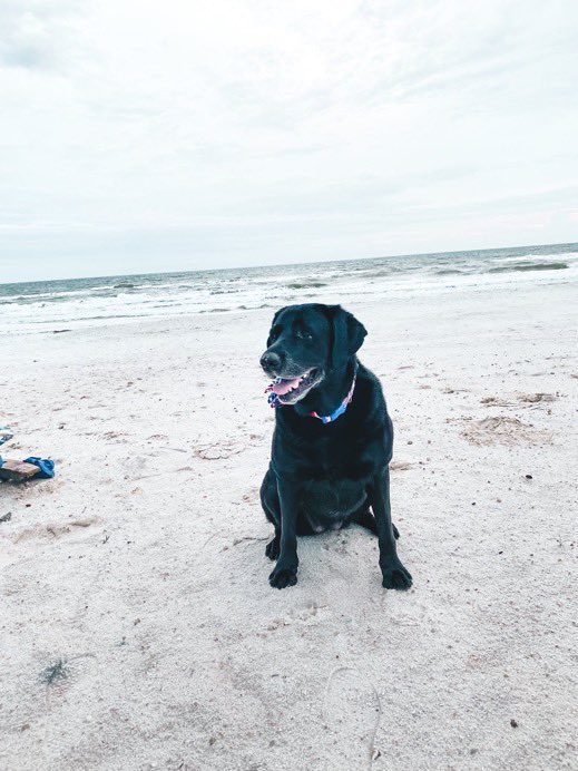 KVUE's tweet image. IN MEMORIAM: Today, we're remembering the 75 dogs who were killed in a fire at Ponderosa Pet Resort in Georgetown on Saturday 💔 If you lost a furry family member, we would love for you to share their photo and a memory about them using the KVUE app or by texting 512-459-9442