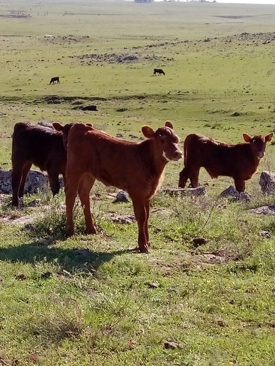PlanAgro's tweet photo. Visita al Sistema Ganadero "El Lago", Tacuarembó. Registros reproductivos de 2020/2021 comparado con los históricos. #pariciones #preñez #ganadería #terneros https://t.co/po8eetsphW