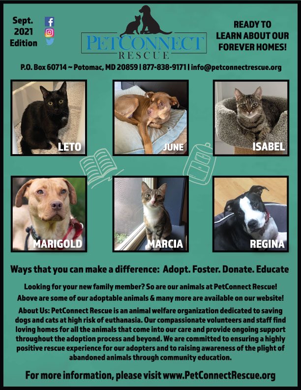 Adopt me. Adopt me. #petconnectrescue