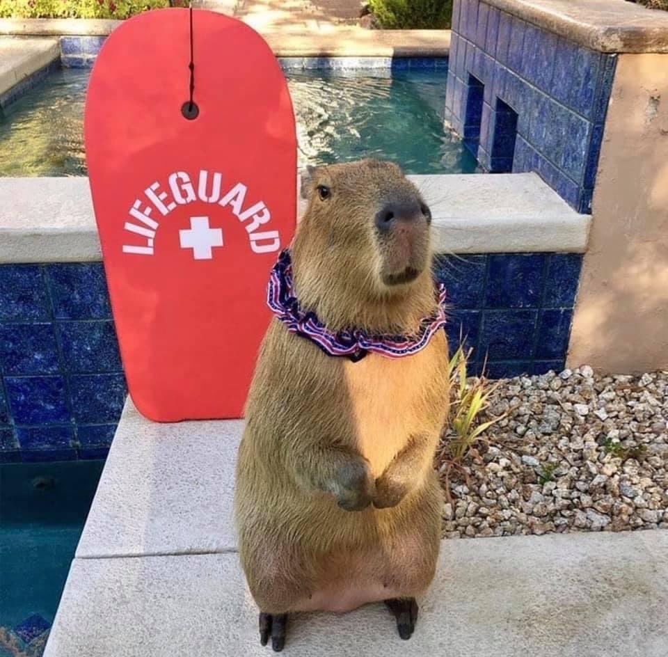 CAPYBARA_MAN's tweet photo. I’d trust them with my life https://t.co/DkGaOyvCWT