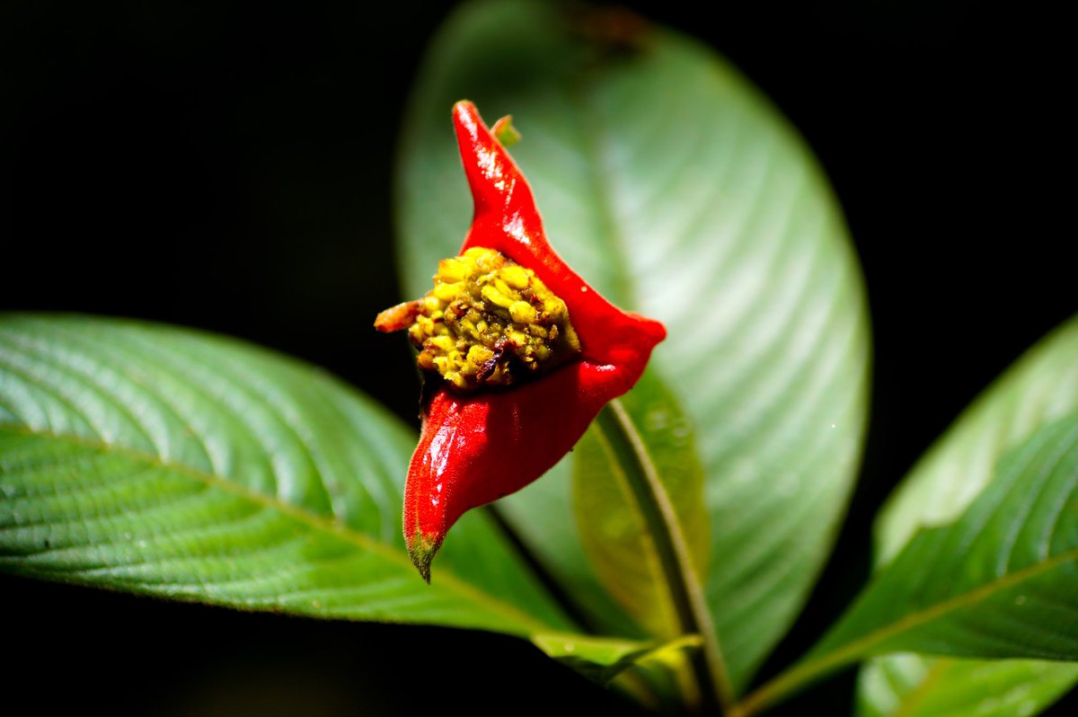 Daniel Uricoechea Percy tweet media