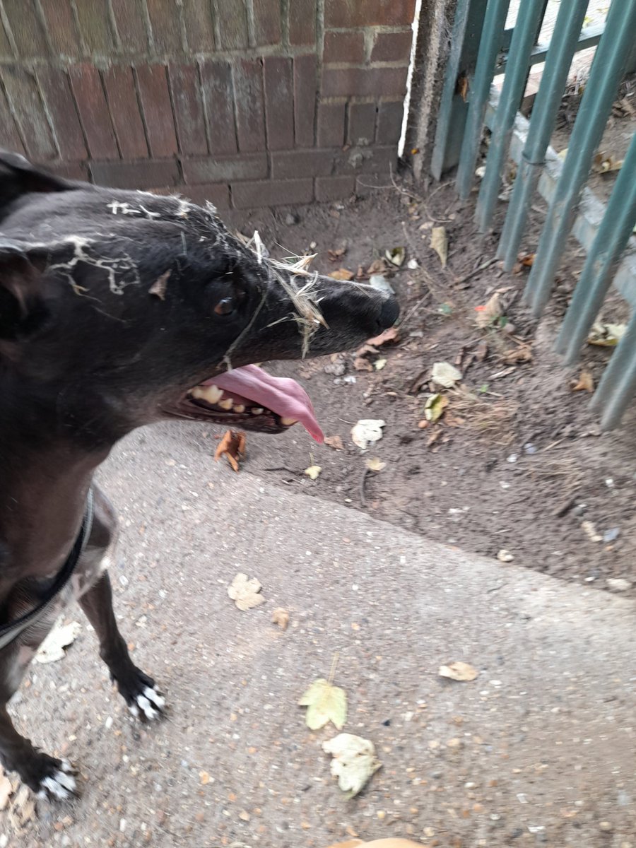 Dad said she can't believe the lengths I go to to find the perfect place to poo
#adoptdontshop #greyhoundsoftwitter #greyhoundlove #greyhoundrescue