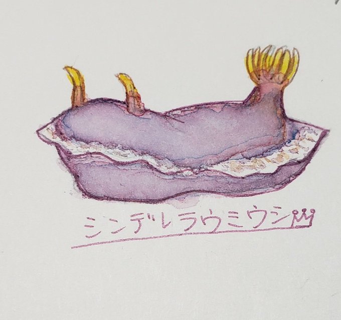 シンデレラウミウシのtwitterイラスト検索結果
