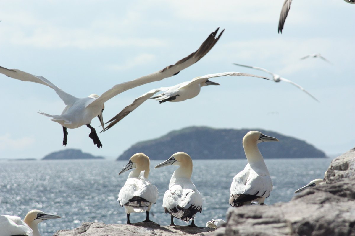 One-year full time technician post closing on 23rd September! Exciting opportunity to help us understand the impact of offshore windfarms on #gannet #metapopulation dynamics using #Bayesian #statespacemodels @JMatthiopoulos @IBAHCM. PM me for link to application!