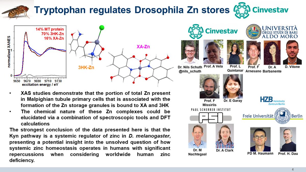 nils_schuth's tweet photo. Hi @LatinXChem, this is my work ‘Tryptophan regulates Drosophila zinc stores’, #LatinXChem #LXChemBio #BIO102 It might be my favorit project yet with synchrotron-based X-ray spectroscopy bridging Biology and Chemistry and an unexpected connection to our son! Find more down below https://t.co/9j30p3N0Vp