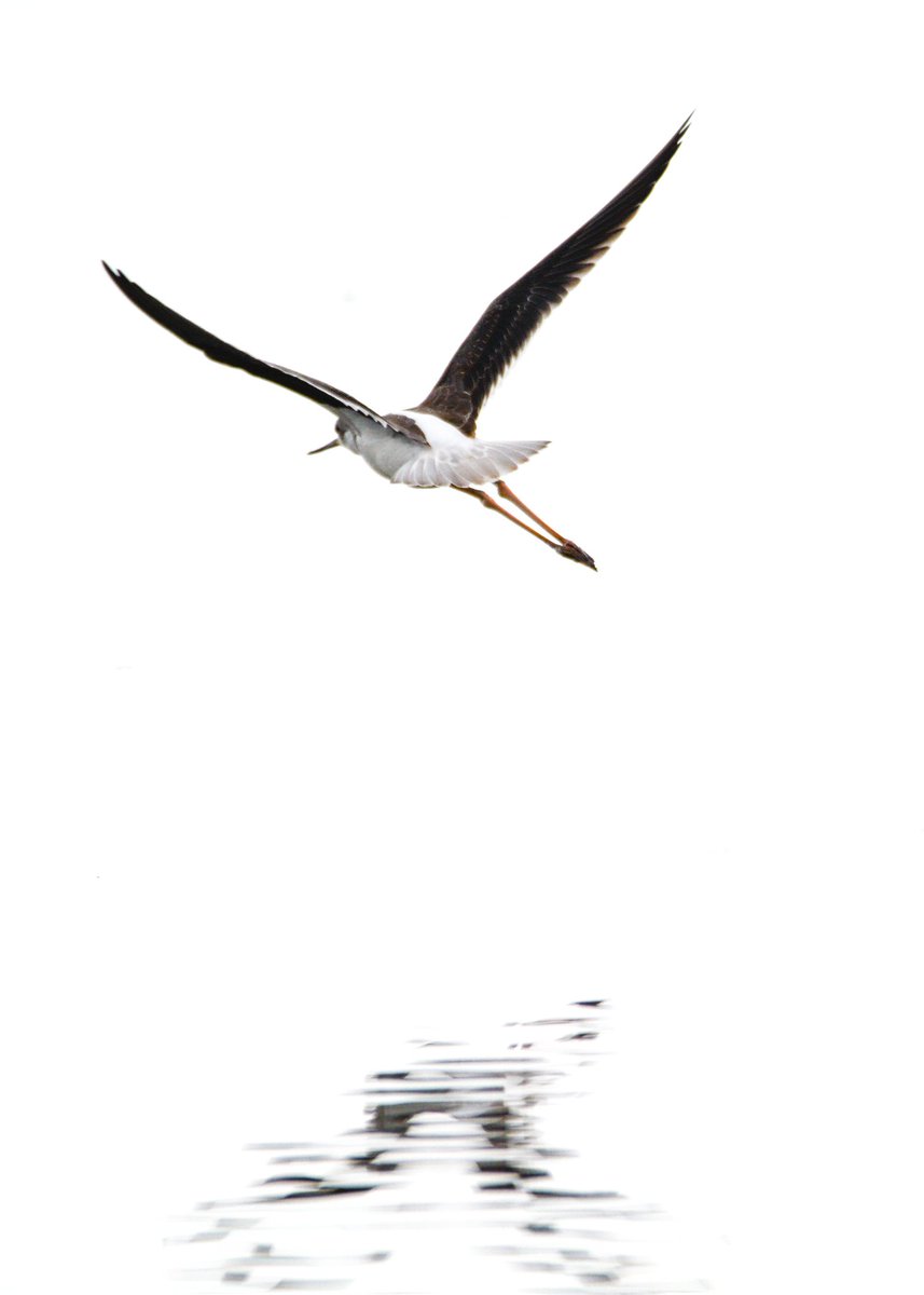 catmarie1812's tweet photo. Poésie de l'oiseau♡
#echasse #NaturePhotography #PhotoOfTheDay #biodiversite
📷NikonD7100 9 septembre 2021
Centre du Scamandre Camargue https://t.co/VBXVY0ThYa