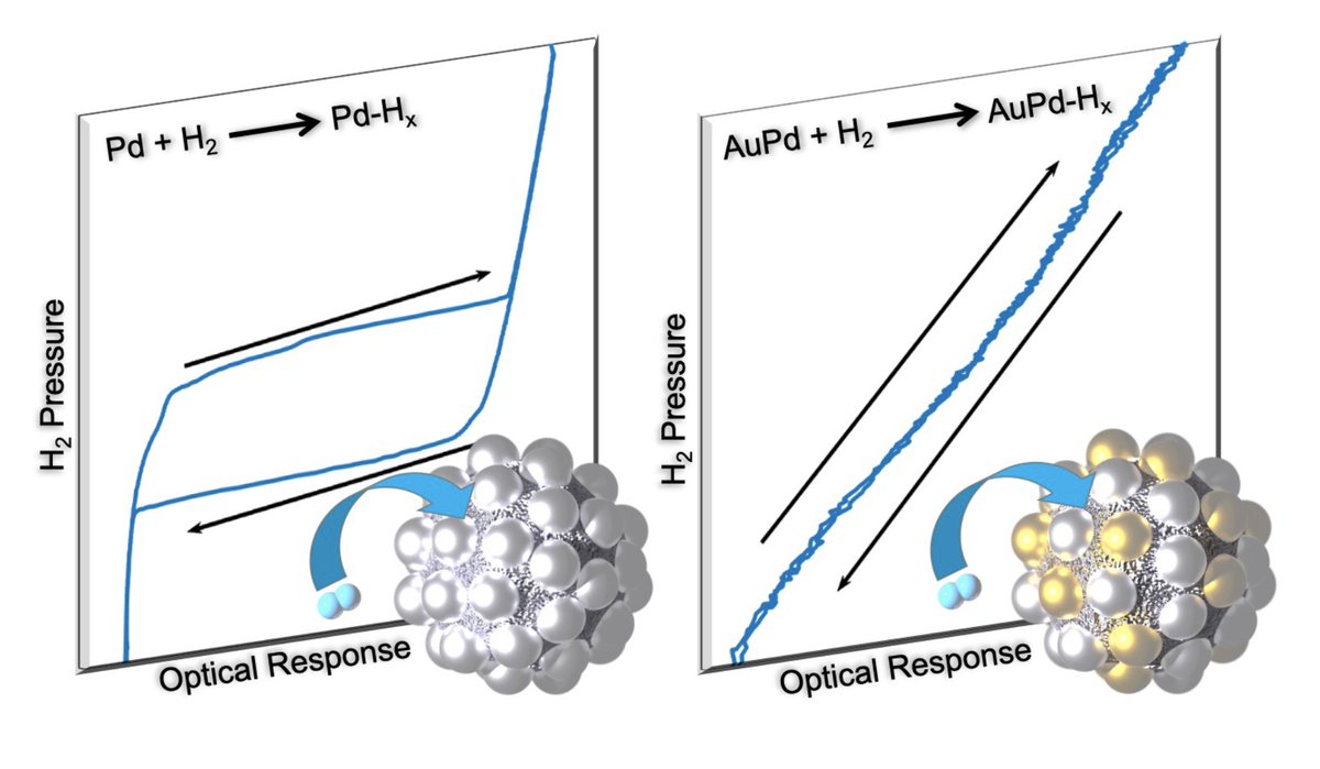 Alloyed #Nanoparticles can be challenging to synthesise. Here we show a simple synthesis where the high viscosity of the solvent is used to make AuPd #particles with controlled composition. 
<a href="/ACS_AMI/">ACS Applied Materials & Interfaces</a> <a href="/SMLerch/">Sarah Lerch</a> 

pubs.acs.org/doi/abs/10.102…