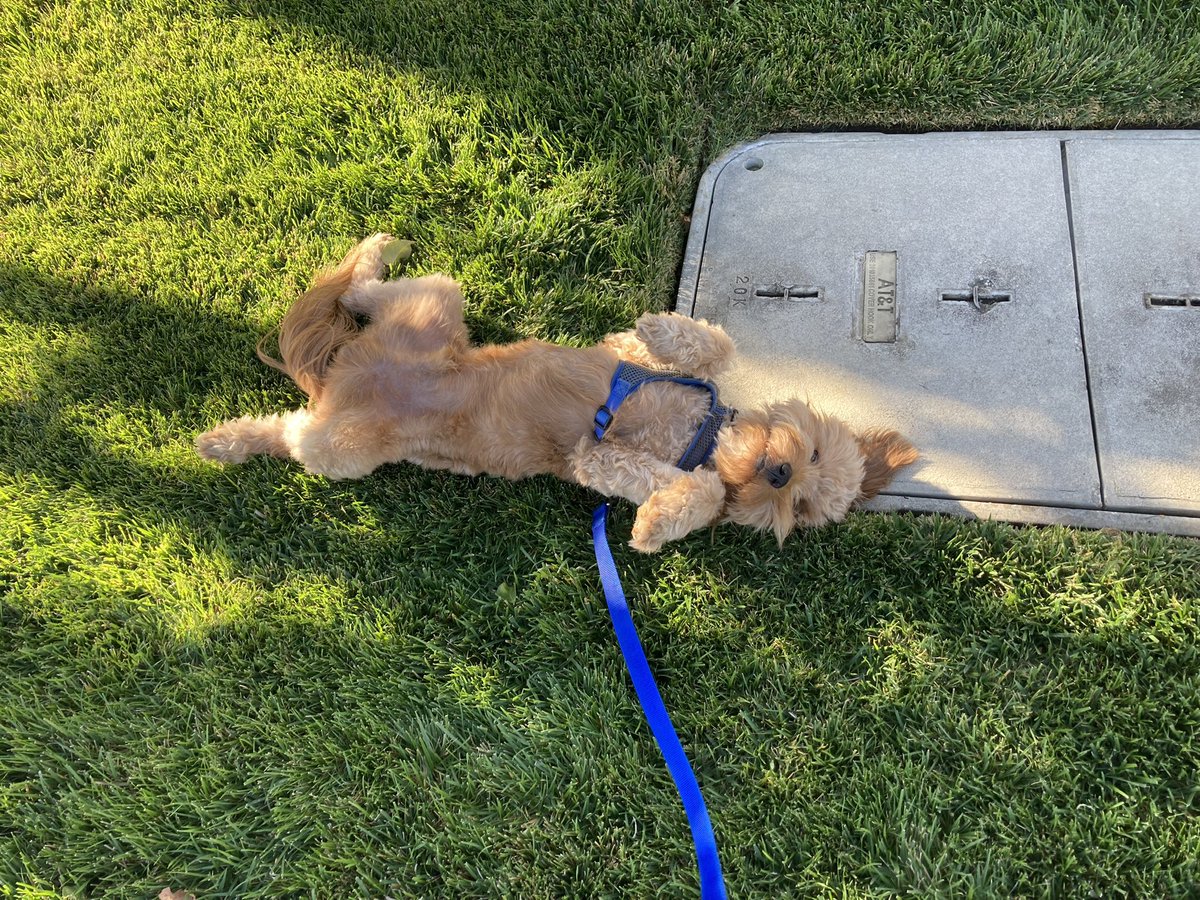 yggdrasil13751's tweet photo. One year since we brought this silly pup home - daily routine: 3/4 through his morning walk he likes to lay down and take a rest on this neighbor’s lawn (same place)… watches the greenbelt path and chills out for a few minutes, then ready to go again 😆 https://t.co/5EA95DRLAp