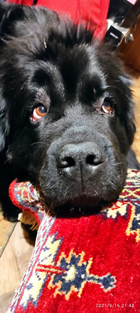 BellaNewfoundl1's tweet photo. Bella 🥺🥺🥺 #DogsofTwittter #dogs #pyppy #Newfoundland https://t.co/AM4zxZc92x