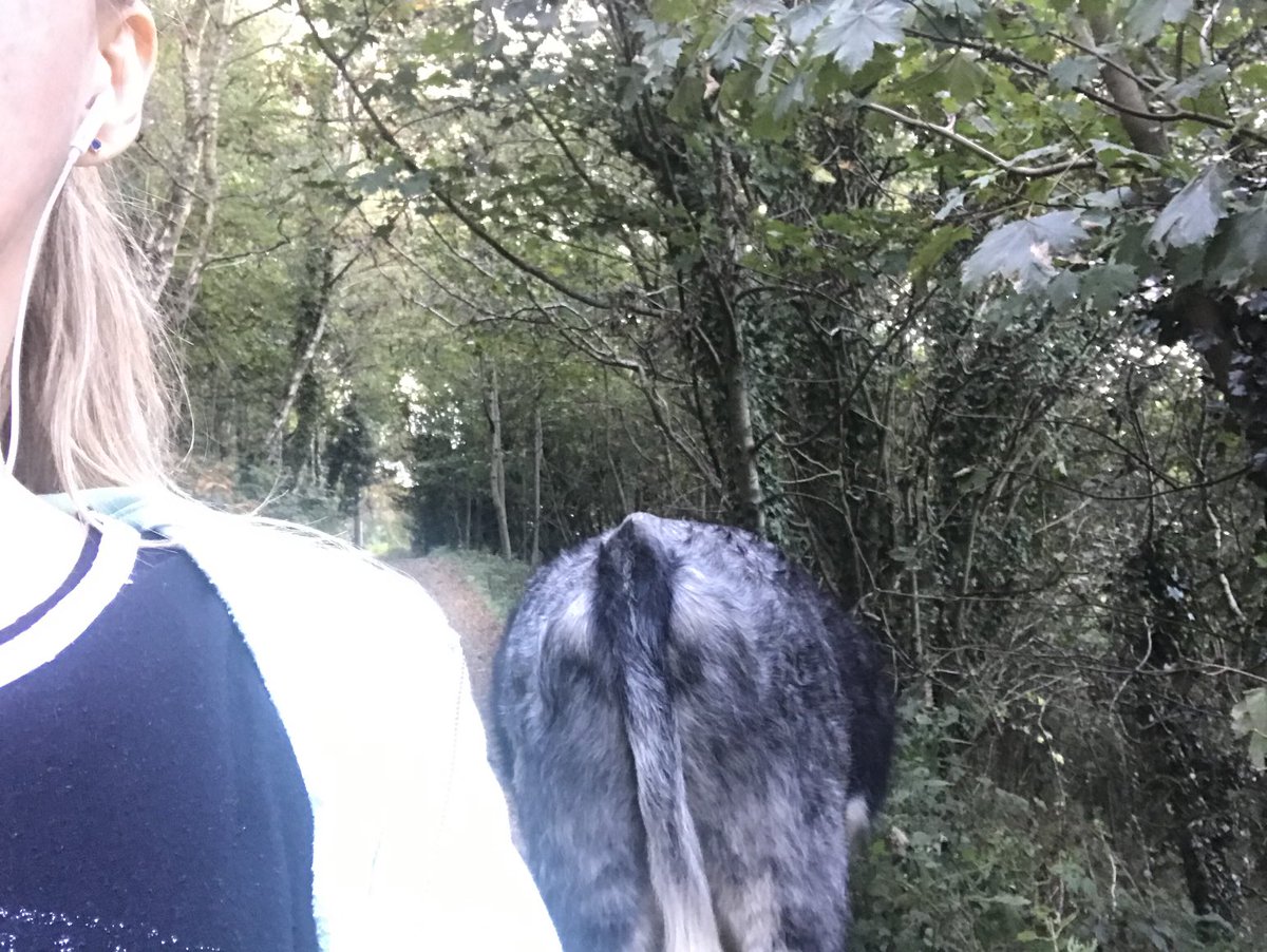 JosieAllan4's tweet photo. Quick snaps of Cow. I got to do fusses, but then was politely asked to leave… Cow and I have met before..rebel Cow knows where all the best food is. #notyourfood #friend #vegan #magichill https://t.co/CBbq8bn3hE