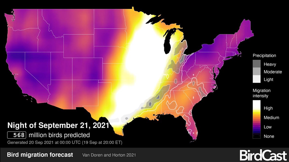 Lights Out! 378 million birds predicted on the move tonight &amp; 568 million birds on the move Tuesday night, Sept 21. Keep outside lights off and either interior lights out or blinds drawn for inside lights at work and home. Help them move safely through.
birdcast.info/migration-tool…