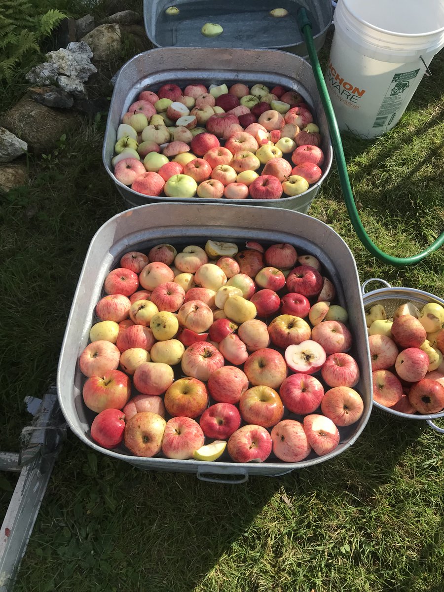 Had so much fun shaking the apple trees and helping my brother-in-law and sister-in-law, Dwight and Lauren Bradley, make apple cider in New Hampshire’s beautiful White Mountains this month! A bear visited the trees nightly but left plenty of fruit behind.

#newhampshireoutdoors