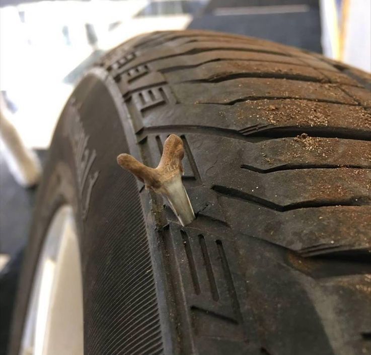 DiscountTire's tweet photo. Any theories on how this 🦈  tooth got there??

#meme #memes #funny #lol #funnymemes #comedy #humor #tiremememonday https://t.co/hJICIdIJj7
