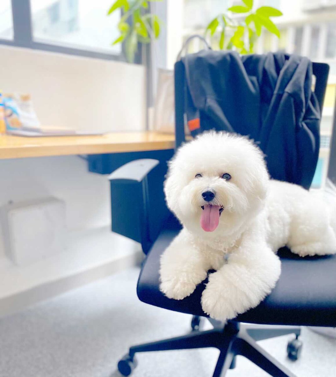 WeWork's tweet photo. I was just keeping your seat warm. ๐ถ #wework #dogsofwework https://t.co/fJ7SCdWUOA