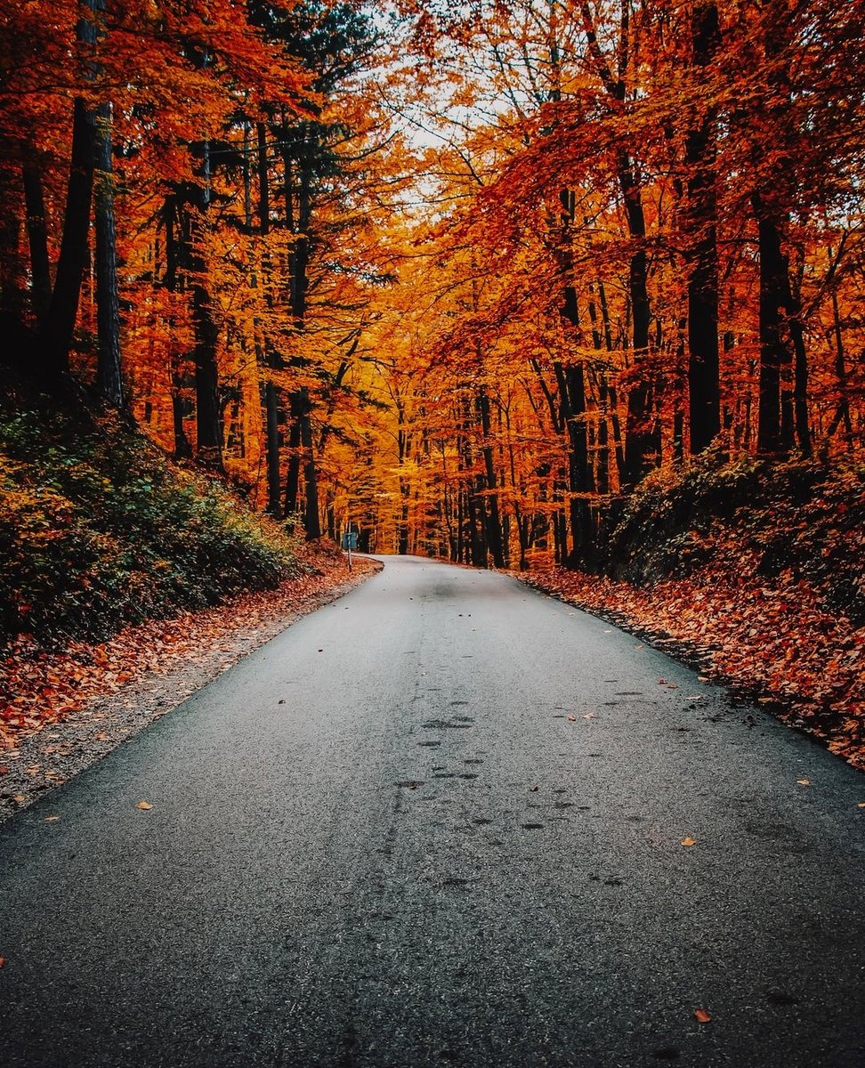 BeardlyMedia's tweet photo. Let's start heading into Fall! Can you guys believe the first day of Fall is in two days!? Summer seems to have come and gone in a flash this year! Is anyone planning to do any fun Fall activities this year? 

#BeardlyMedia #Fall #FirstDayOfFall #EndOfSummer https://t.co/0wG5ah5yjt
