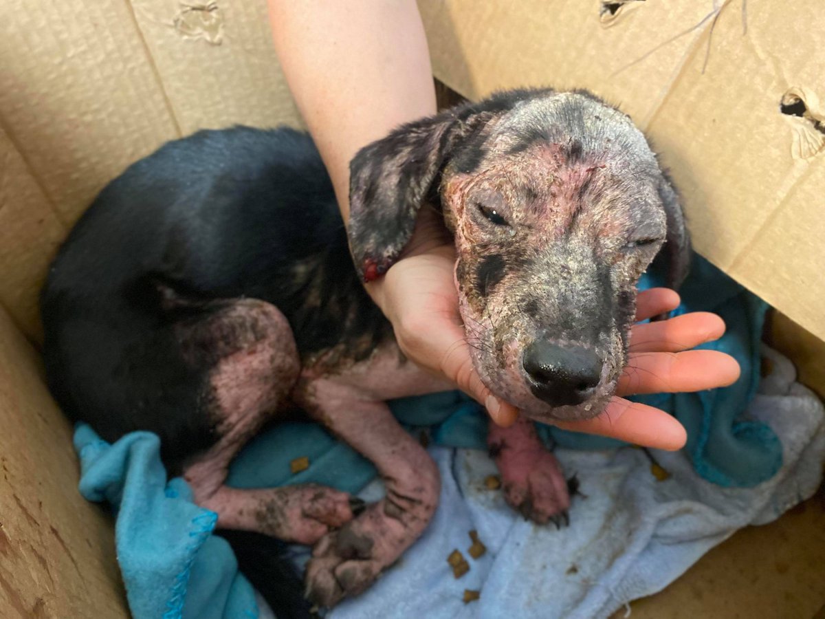 kyhumane's tweet photo. PUPPY IN CARDBOARD BOX DUMPED AT KHS: Friday morning, KHS staff found a cardboard box w/ “FOUND HELP ME” written on it. We opened the box to find something that brought our most seasoned staff to tears: an emaciated &amp; miserable looking puppy staring at us. https://t.co/NE9yDk8ypl https://t.co/ssRljRiYCg