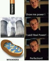 MitochondriaNow's tweet photo. #bioorganellewars https://t.co/l9lYaWTDLR