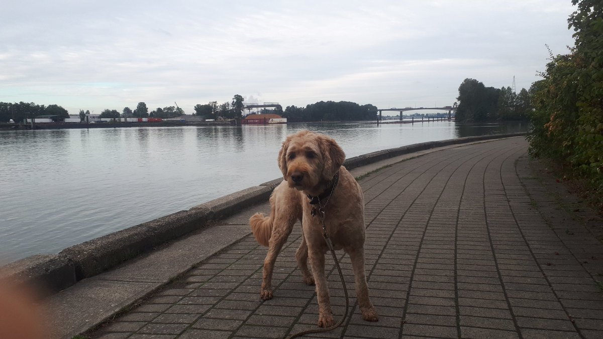 It's #elexn44 today and a great day to walk along the Fraser River in Beautiful #vancouversouth 
Make sure you get out to cast your ballot today.  It's the most important election in our lifetimes.