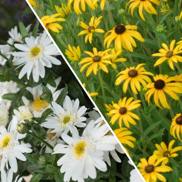 AASGardenWinner's tweet photo. Win one of these beautiful AAS Winning Perennials to plant this fall in your garden! https://t.co/dgPlqcFdF0 #win #aaswinners #fallisforplanting @Plantsurfer @DummenOrangeEU https://t.co/LkleEbYTxz
