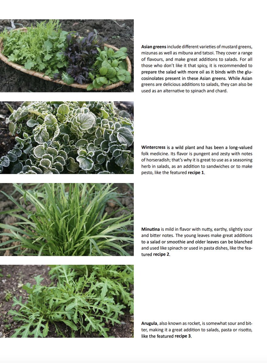 The seasons are changing from summer to autumn, and soon winter
Discover the many different colors, shapes and aromas of winter leafy crops in the platforms latest tool from <a href="/green_resilient/">Greenresilient</a>

Get tips for using these not-so well-known greens + recipes👉organic-farmknowledge.org/tool/39442