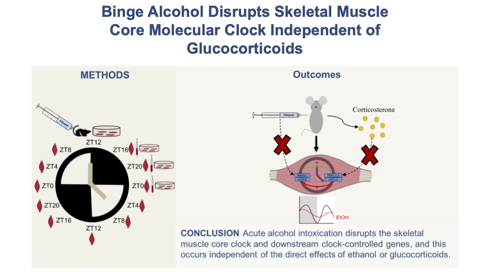 New research in mice suggests that Binge Alcohol Disrupts the Skeletal Muscle Core Molecular Clock Independent of Glucocorticoids: ow.ly/2tbL50GdcK4 #skeletalmuscle #circadianclock