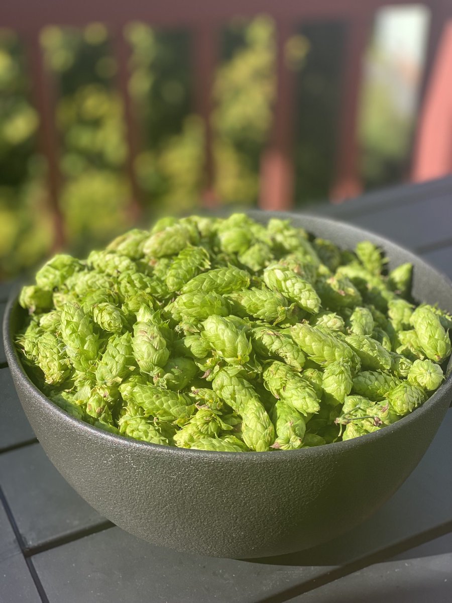 PeterBiello's tweet photo. Here is part of this summerโs cascade hop harvest. Way more than I need but I hear they freeze well. #rdwhahb https://t.co/C2kudzMywt