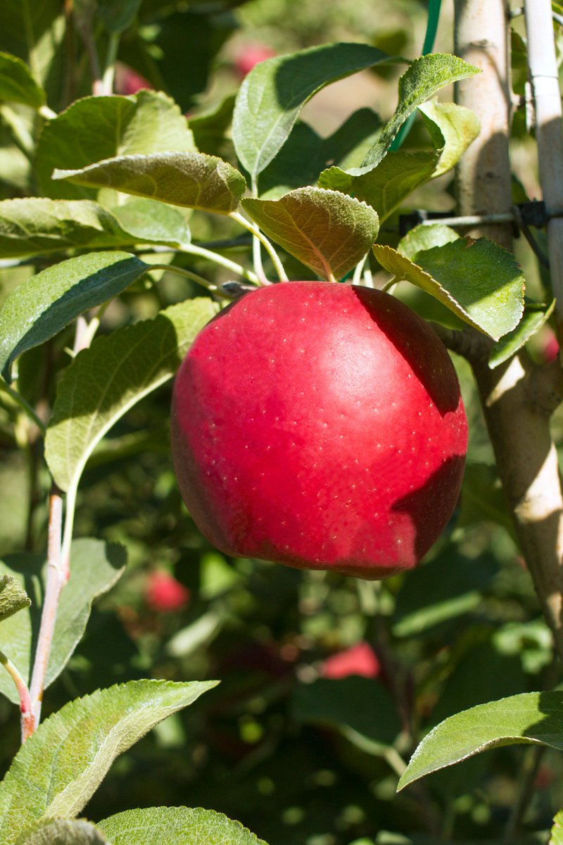 wsucahnrs's tweet photo. #WA38 growers can learn about a heat stress monitoring & management project, a new automated irrigation system, leaf removal, & much more @ the #WSU Roza Orchard pre harvest WA 38 Field Day, Wed. 9/22 from 3-5 pm. Free, pre-registration required. #GoCougs https://t.co/c2bTS3fls0 https://t.co/7PYAuzVqTd