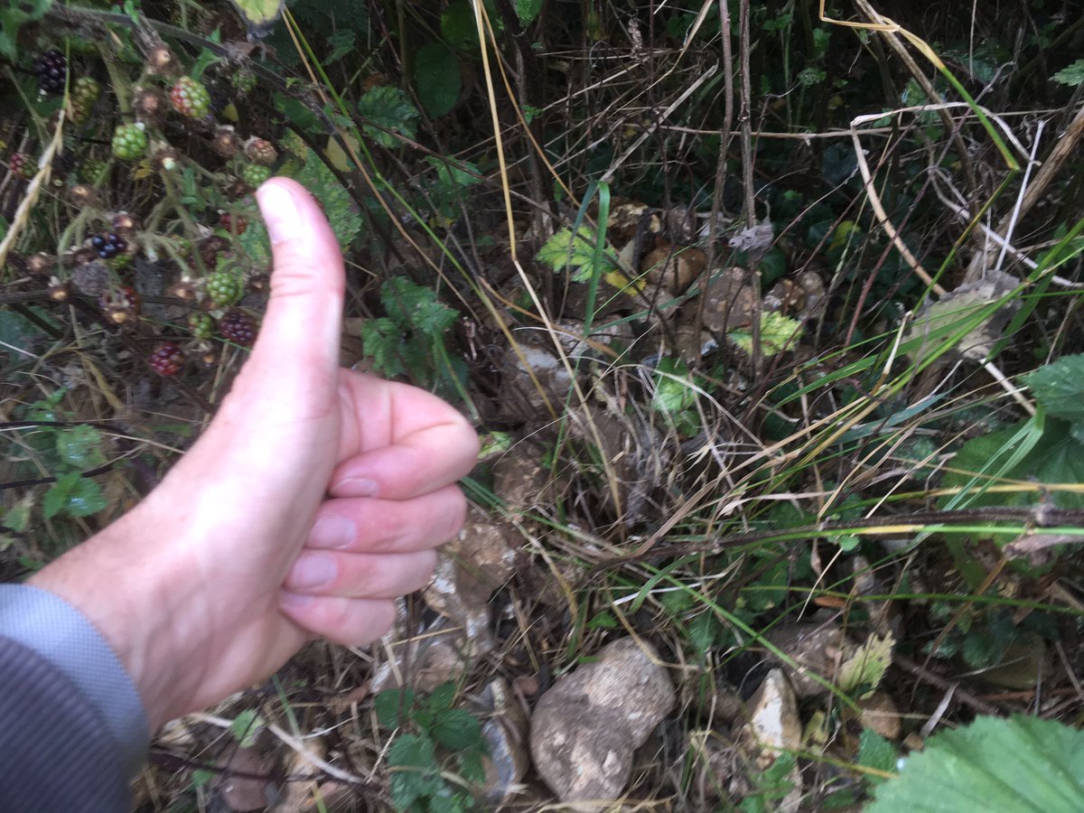 SkydiveMartin's tweet photo. Was catching up with friends in Hitchin today. Went for a walk &amp; found the Alpha &amp; Omega Cairn. Looking a bit overgrown @Herring1967. https://t.co/xbcJUSZ7Py