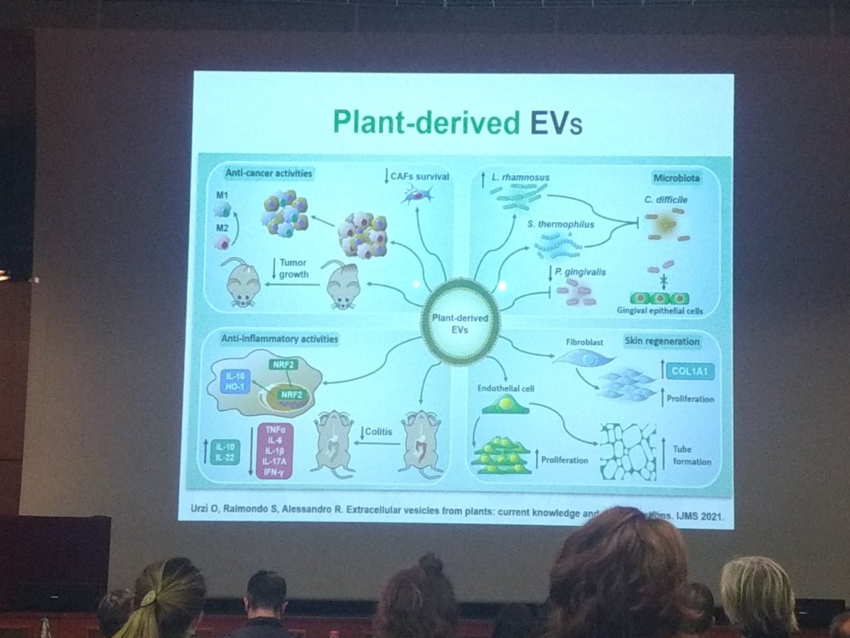 Nice lecture about plant EVs, from research to possible therapeutic applications. 🍋🍊 <a href="/EVItaSociety/">EVIta- Italian Society for Extracellular Vesicles</a> #Plant
