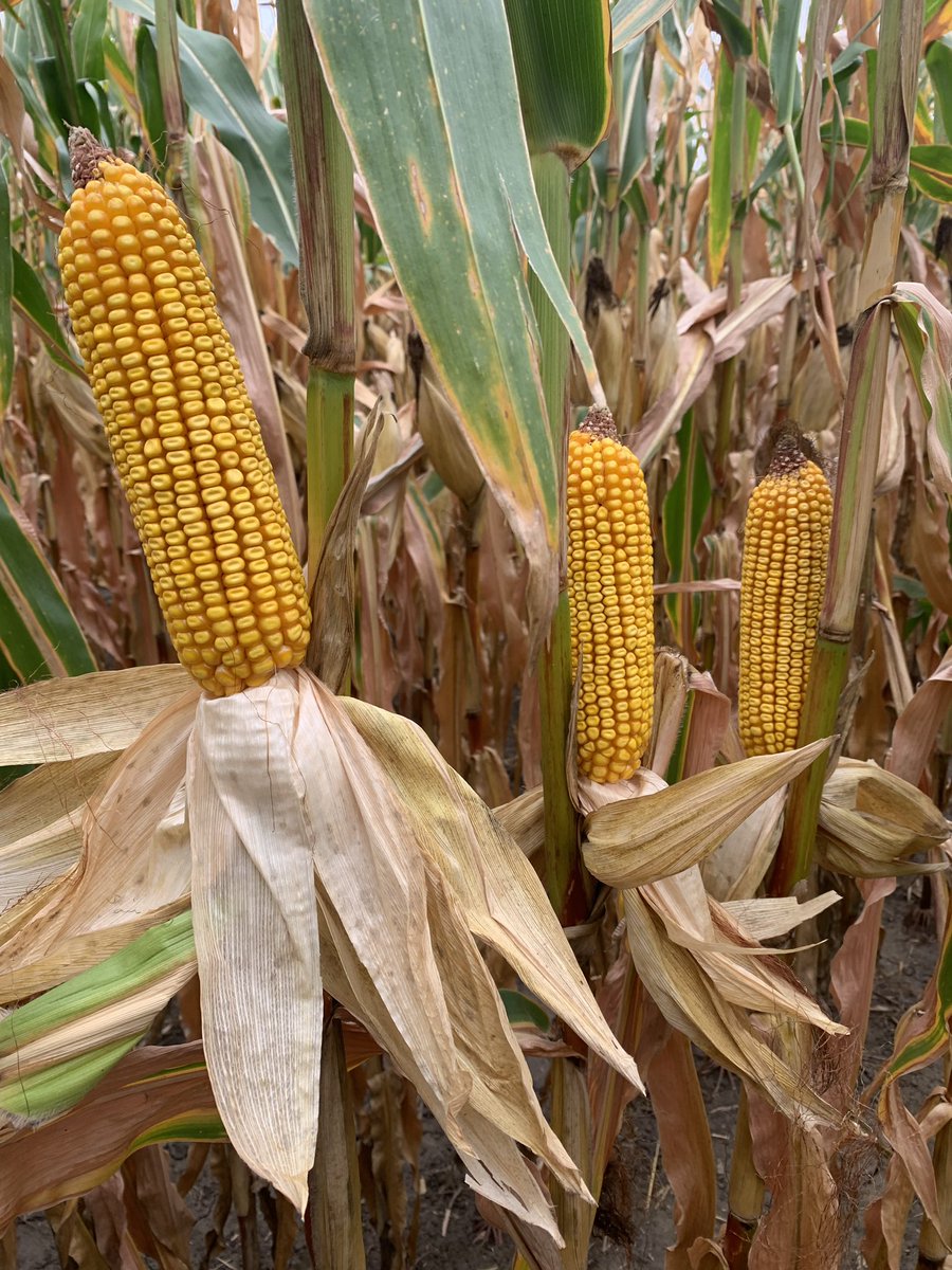DKAS_IA's tweet photo. DKC50-87RIB near Rudd, IA displaying great standability and yield potential. A nice new 100 day option in our #Dekalb line up! 🌽 #WinningHasRoots https://t.co/j17KtIVLSj