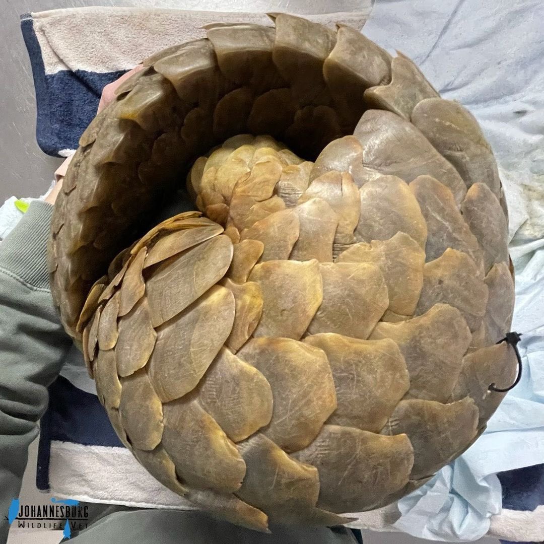 PangolinCrisis's tweet image. A large adult male Temminck&apos;s #pangolin was recently retrieved from the illegal wildlife trade by @PangolinWorking, Pangolin K9, South African Police Service Stock Theft and Endangered species unit in Limpopo. (1/2)

📷 Sarah Kempen