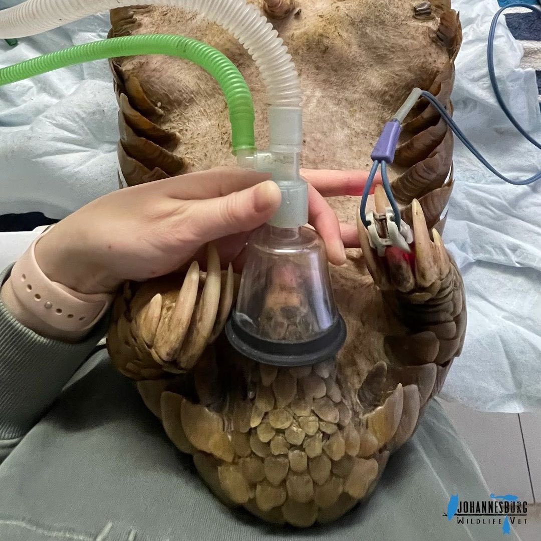 PangolinCrisis's tweet image. A large adult male Temminck&apos;s #pangolin was recently retrieved from the illegal wildlife trade by @PangolinWorking, Pangolin K9, South African Police Service Stock Theft and Endangered species unit in Limpopo. (1/2)

📷 Sarah Kempen