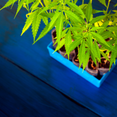 CannabisIMP's tweet photo. Legal Cannabis Market Projected To Rack Up $43 Billion By 2025

Read more here: https://t.co/QDfAF5lIbN https://t.co/GFU59RL2Vb