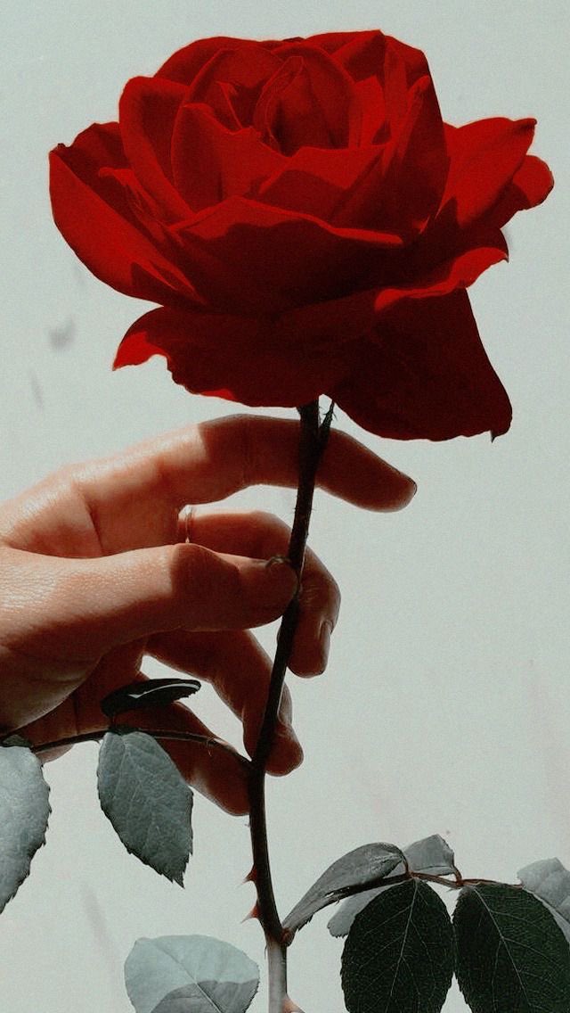 boud0007's tweet photo. "وكان كلّما نظر إليّ توردَّ قلبي.." https://t.co/R6fU8LsBEW