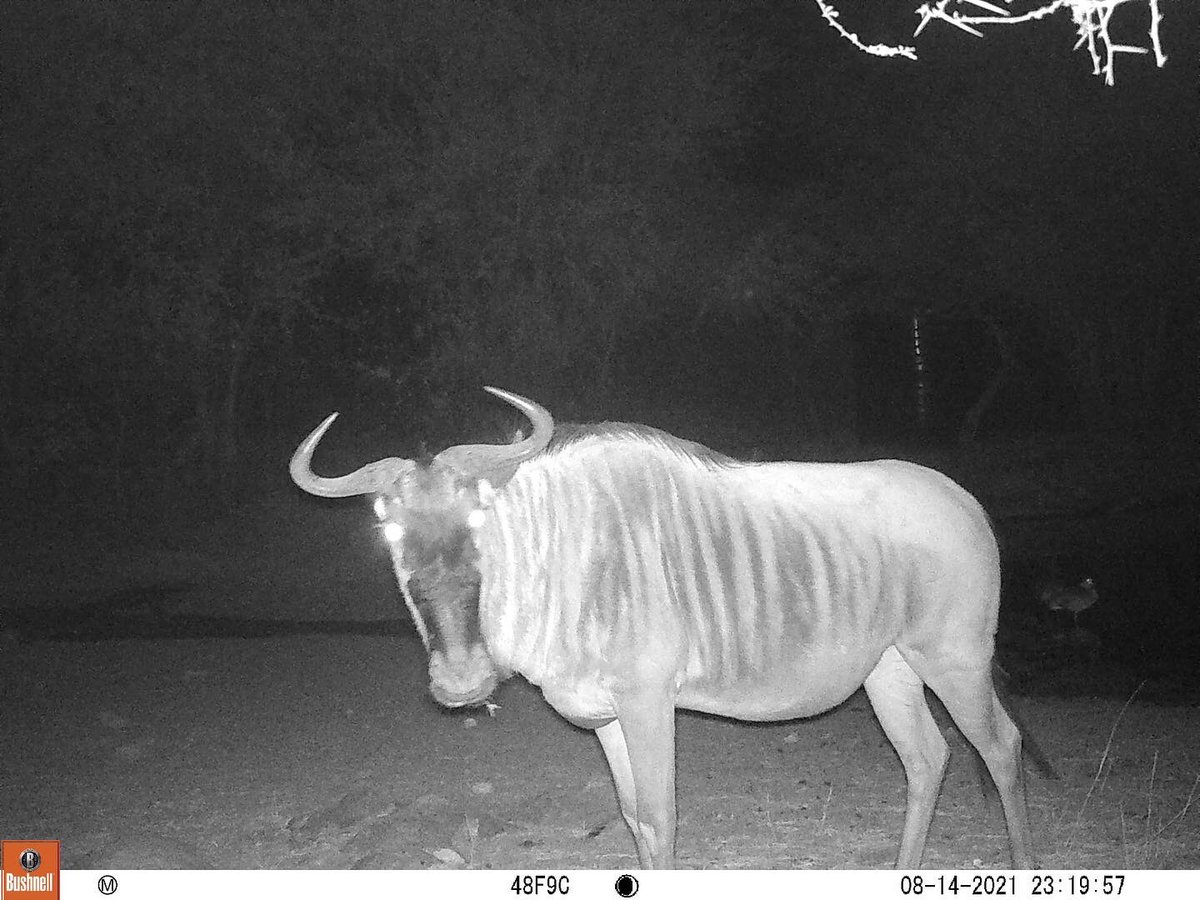 AlldaysAnd's tweet photo. A few wildlife gems…Can we ever prove that animals *don’t* pose for camera traps? Probably not. 

#researchcentre #cameratraps #wildlifeposing #wildlifegems https://t.co/d9zQZIngWo