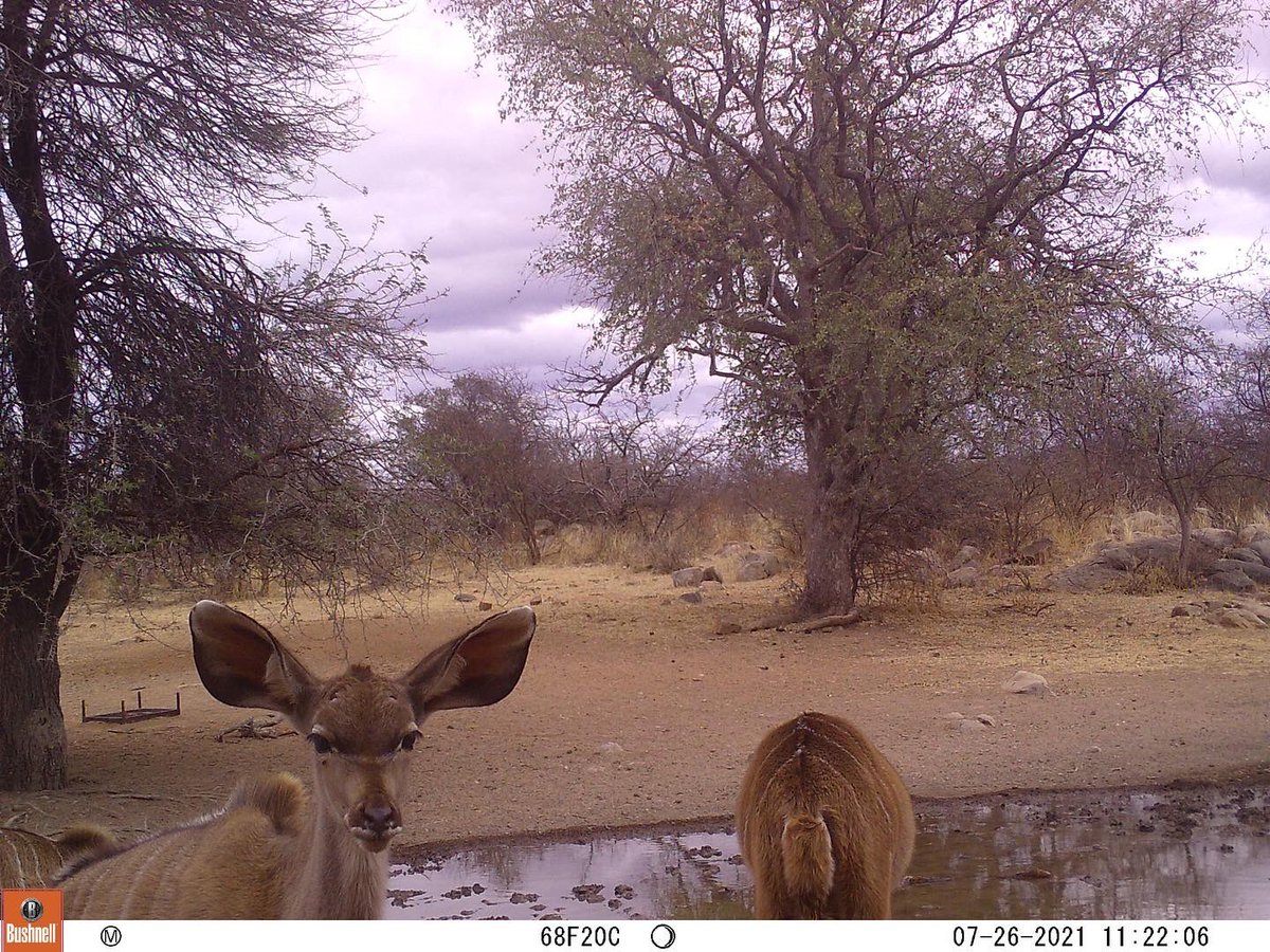 A few wildlife gems…Can we ever prove that animals *don’t* pose for camera traps? Probably not. 

#researchcentre #cameratraps #wildlifeposing #wildlifegems