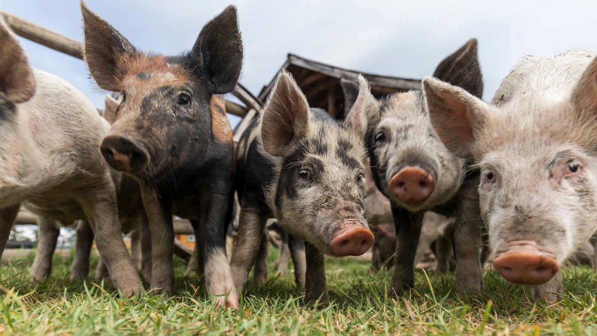 🚨EATS act (H.R. 4999)— strikingly similar to the twice-defeated King Amendment — would jeopardize states’ ability to enact laws protecting animals, food safety, and more. Contact your lawmakers and urge them to oppose this dangerous bill: aldf.us/3l8Bzjo