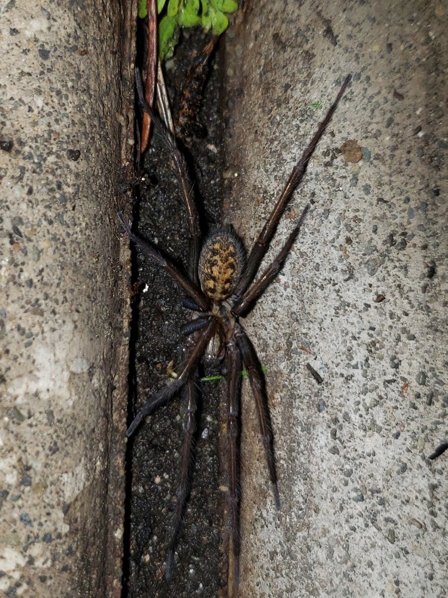 HurricaneEris's tweet photo. CW: Spider

Found this girl last night, she kept trying to hide under my boots. https://t.co/ynPcsQEs8S