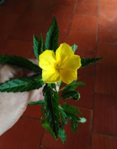 mparalitici's tweet image. ¿Conoces esta Belleza Dorada? Ella te devolverá la respiración con su medicinal Té.
_*Aprende la receta aquí*_ 👇🏻
semillasyfrutos.blogspot.com/2021/09/el-cla…
#SemanaRadicalConciente #Salud #MedicinaNatural