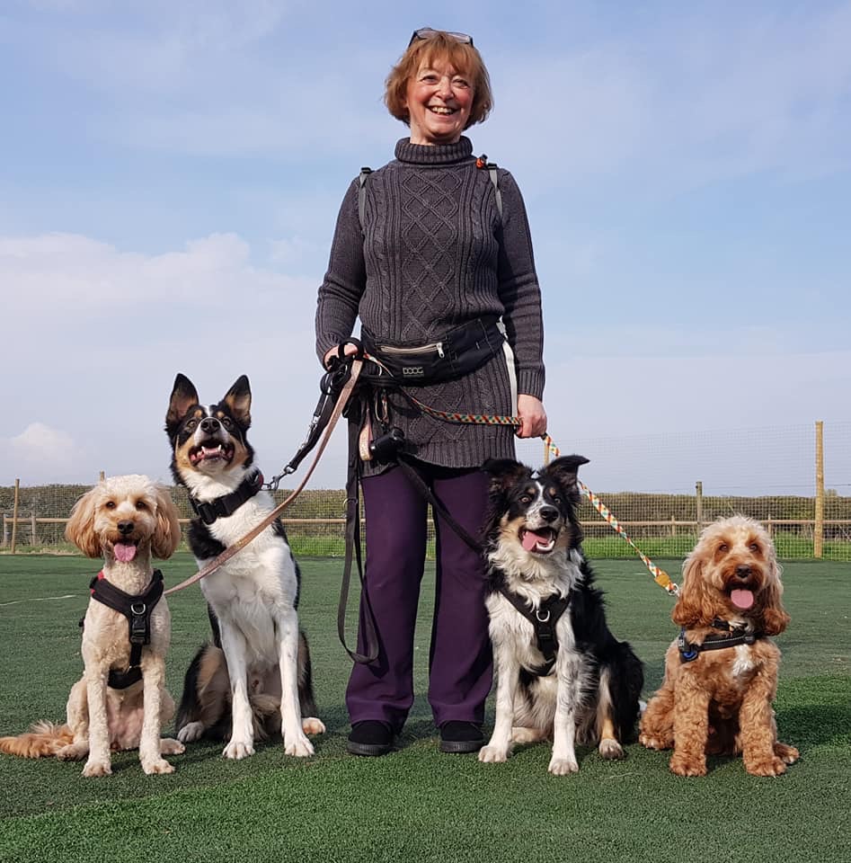 SCDogTraining's tweet photo. Do you need to train multiple dogs at once? One to ones are great for training dogs all from one household. When you book a one to one you book the trainers time and you can bring all your dogs to sessions if you want to! https://t.co/0LpofSnAOD https://t.co/j9PjsszGT1