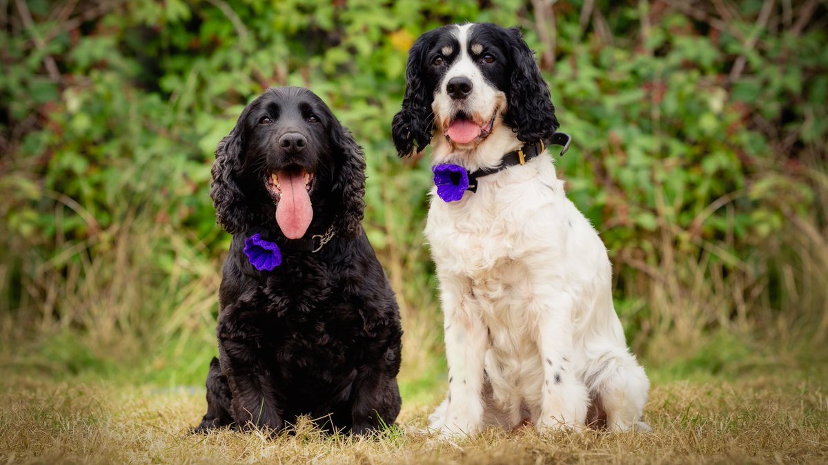 ThinBluePaw's tweet image. RPDs Ronnie &amp;amp; JJ are delighted that we have been selected as a beneficiary of the Murphy’s Army Purple Poppy Campaign, which pays tribute to animals lost in service, and to those who serve us today. You can support by getting a purple poppy here: bit.ly/3zsTPJo 💙🐶🇬🇧