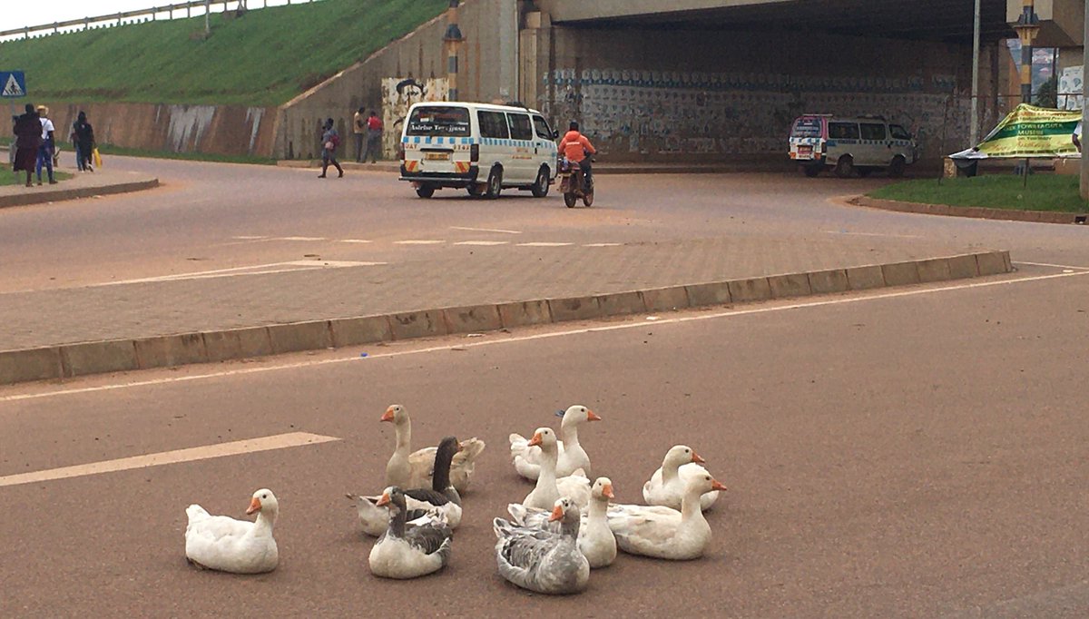 SimonKaggwaNjal's tweet image. On my way home this afternoon, I found these swans staging a roadblock in the middle of the road at Kajjansi. These birds used to enjoy swimming in a small lake that was nearby. It was removed by Chinese in the name of building the Ebb Expressway.
