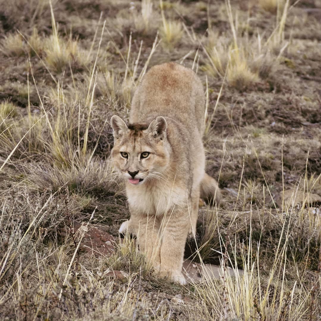 FelinosChile's tweet photo. Compartimos hermosa fotografía de un cachorro Puma

Créditos 📸:@camilaagarciap

#Puma #pumaconcolor #FelinosSilvestresDeChile #torresdelpainechile #wildcats #felinos #cat #fundacioncoordinaciondefelinossilvestres #FelinosSilvestres #Chile https://t.co/8TBI3xfYLX